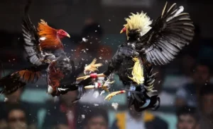 Bật Mí Cách Chơi Đá Gà Sabong Win55 Từ Cao Thủ Bất Bại